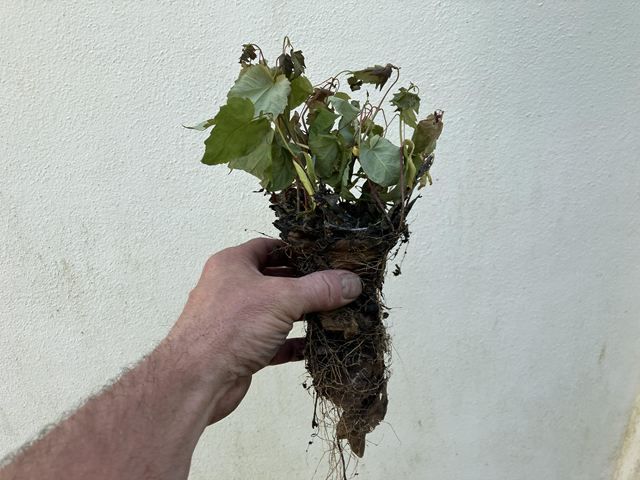 gutter-cleaining-10